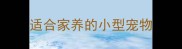 适合家养的小型宠物