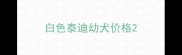 白色泰迪幼犬价格