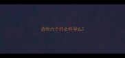 边牧六个月会怀孕么