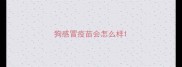 狗感冒疫苗会怎么样