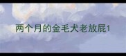 两个月的金毛犬老放屁
