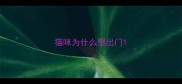 猫咪为什么想出门