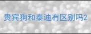贵宾狗和泰迪有区别吗