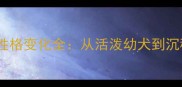 边境牧羊犬成年后性格变化全从活泼幼犬到沉稳成犬的蜕变过程
