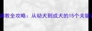 新手必看拉布拉多调教全攻略从幼犬到成犬的15个关键训练技巧附视频