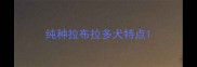 纯种拉布拉多犬特点