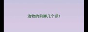 边牧的前脚几个爪