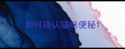 如何确认猫咪便秘