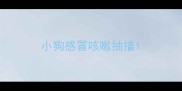 小狗感冒咳嗽抽搐