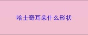 哈士奇耳朵什么形状
