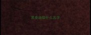 黑泰迪取什么名字