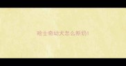 哈士奇幼犬怎么断奶