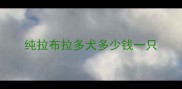 纯拉布拉多犬多少钱一只