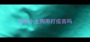 买的小土狗用打疫苗吗