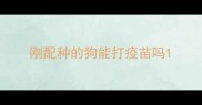 刚配种的狗能打疫苗吗