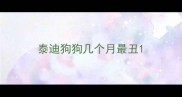泰迪狗狗几个月最丑