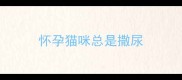 怀孕猫咪总是撒尿