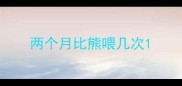 两个月比熊喂几次