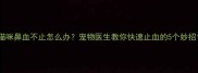 猫咪鼻血不止怎么办宠物医生教你快速止血的5个妙招