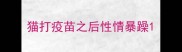 猫打疫苗之后性情暴躁
