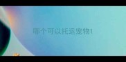 哪个可以托运宠物