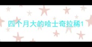 四个月大的哈士奇拉稀