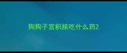 狗狗子宫积脓吃什么药