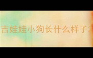 吉娃娃小狗长什么样子