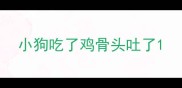 小狗吃了鸡骨头吐了