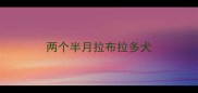 两个半月拉布拉多犬