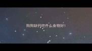 狗狗缺钙吃什么食物好