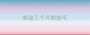 泰迪三个月剃胎毛