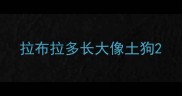 拉布拉多长大像土狗