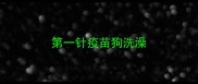 第一针疫苗狗洗澡