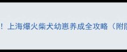 新手必看上海爆火柴犬幼崽养成全攻略附防坑指南