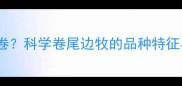 边牧尾巴会不会卷科学卷尾边牧的品种特征与健康护理指南