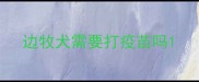 边牧犬需要打疫苗吗