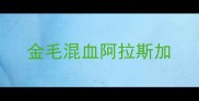 金毛混血阿拉斯加