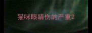 猫咪眼睛伤的严重