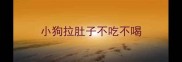 小狗拉肚子不吃不喝