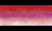 拉布拉多憋尿怎么办3步训练法让狗狗学会定点如厕