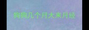 狗狗几个月大来月经