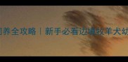 三月大边牧饲养全攻略新手必看边境牧羊犬幼犬养护指南