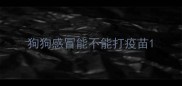 狗狗感冒能不能打疫苗