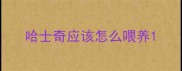 哈士奇应该怎么喂养