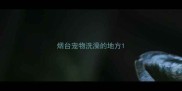 烟台宠物洗澡的地方