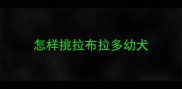 怎样挑拉布拉多幼犬