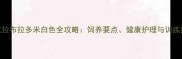奉化拉布拉多米白色全攻略饲养要点健康护理与训练指南