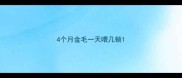 4个月金毛一天喂几顿