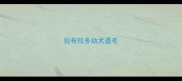 拉布拉多幼犬退毛